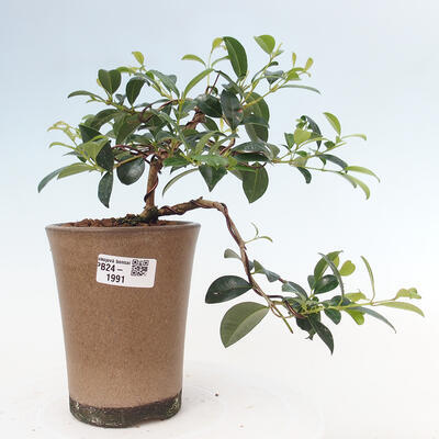 Izbová bonsai - Austrálska čerešňa - Eugenia uniflora - 1