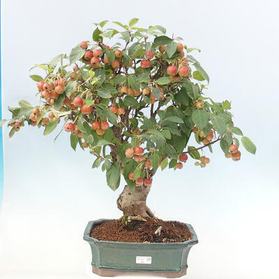 Vonkajší bonsai -Malus halliana - Maloplodá jabloň - 1