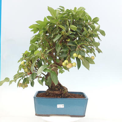 Vonkajší bonsai -Malus halliana - Maloplodá jabloň - 1