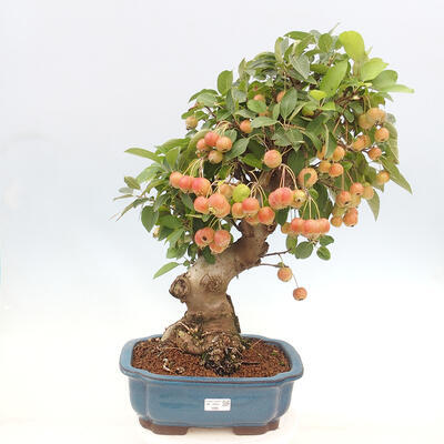 Vonkajší bonsai -Malus halliana - Maloplodá jabloň - 1