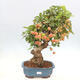 Vonkajší bonsai -Malus halliana - Maloplodá jabloň - 1/6