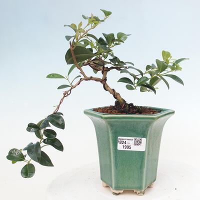 Izbová bonsai - Austrálska čerešňa - Eugenia uniflora - 1