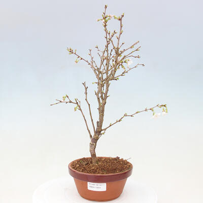 Vonkajší bonsai - Prunus incisa Kojou-no mai-Višňa vyrezaná - 1