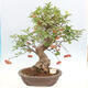 Vonkajší bonsai -Malus halliana - Maloplodá jabloň - 1/6