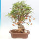 Vonkajší bonsai -Malus halliana - Maloplodá jabloň - 1/6