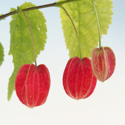 Abutilon Big Bell - Mračniak poříční v kontajneri - 1