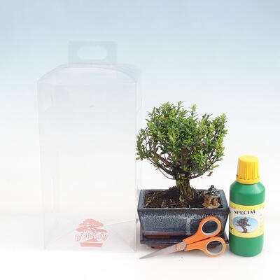 Izbová bonsai v darčekovej krabičke pre dievčatá - Korkový buxus - Buxus harlandii - 1