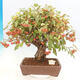 Vonkajší bonsai -Malus halliana - Maloplodá jabloň - 1/6