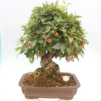 Vonkajší bonsai -Malus halliana - Maloplodá jabloň - 1