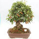 Vonkajší bonsai -Malus halliana - Maloplodá jabloň - 1/6