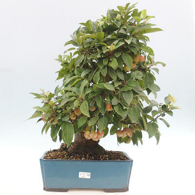 Vonkajší bonsai -Malus halliana - Maloplodá jabloň - 1