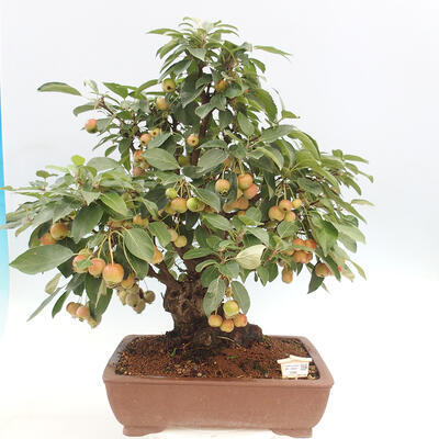 Vonkajší bonsai -Malus halliana - Maloplodá jabloň - 1