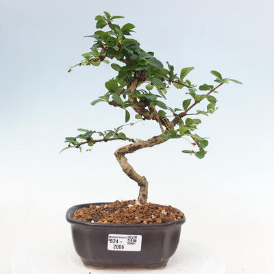 Izbová bonsai - Carmona macrophylla - Čaj fuki - 1