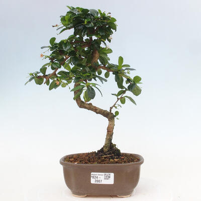 Izbová bonsai - Carmona macrophylla - Čaj fuki - 1