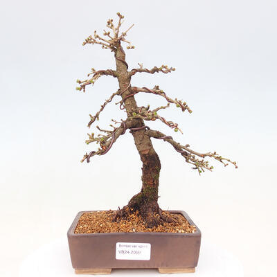 Vonkajší bonsai -Larix decidua - Smrekovec opadavý - 1