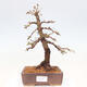 Vonkajší bonsai -Larix decidua - Smrekovec opadavý - 1/5