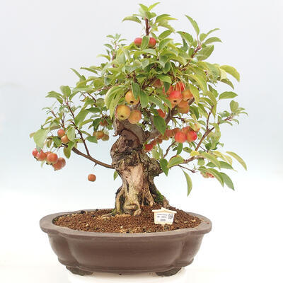 Vonkajší bonsai -Malus halliana - Maloplodá jabloň - 1