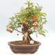 Vonkajší bonsai -Malus halliana - Maloplodá jabloň - 1/6