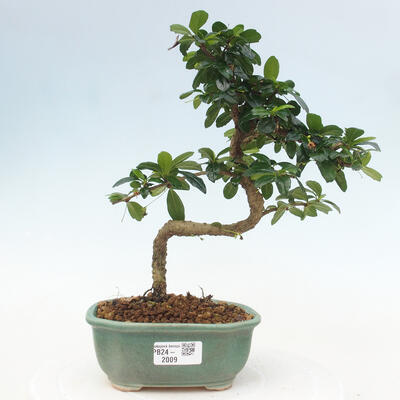 Izbová bonsai - Carmona macrophylla - Čaj fuki - 1