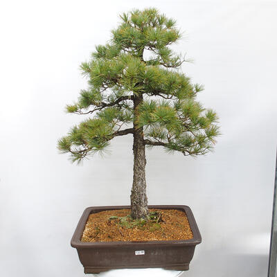 Vonkajšie bonsai - Pinus parviflora - Borovica drobnokvetá - 1