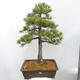 Vonkajšie bonsai - Pinus parviflora - Borovica drobnokvetá - 1/5