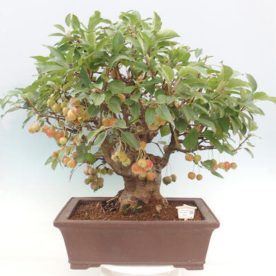 Vonkajší bonsai -Malus halliana - Maloplodá jabloň - 1