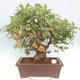 Vonkajší bonsai -Malus halliana - Maloplodá jabloň - 1/6