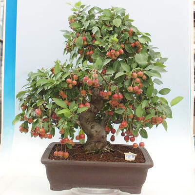 Vonkajší bonsai -Malus halliana - Maloplodá jabloň - 1