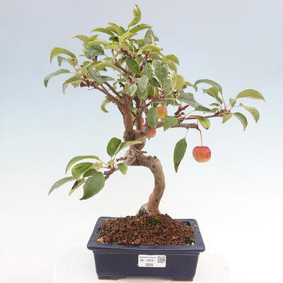 Vonkajší bonsai -Malus halliana - Maloplodá jabloň - 1