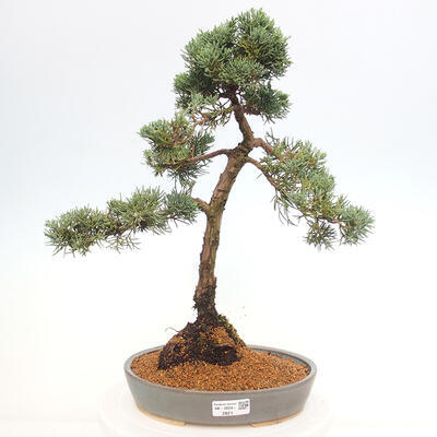 Vonkajšie bonsai - Juniperus chinensis Kishu -Jalovec čínsky - 1