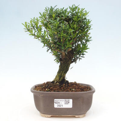 Izbová bonsai - Buxus harlandii - korkový buxus - 1