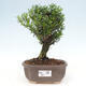 Izbová bonsai - Buxus harlandii - korkový buxus - 1/3