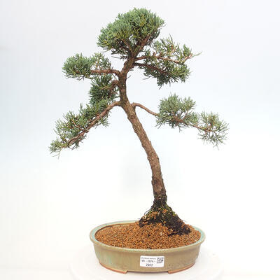 Vonkajšie bonsai - Juniperus chinensis Kishu -Jalovec čínsky - 1