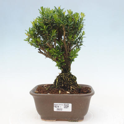 Izbová bonsai - Buxus harlandii - korkový buxus - 1