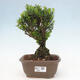 Izbová bonsai - Buxus harlandii - korkový buxus - 1/3