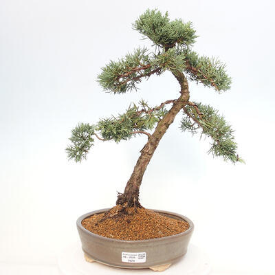 Vonkajšie bonsai - Juniperus chinensis Kishu -Jalovec čínsky - 1