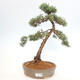 Vonkajšie bonsai - Juniperus chinensis Kishu -Jalovec čínsky - 1/5