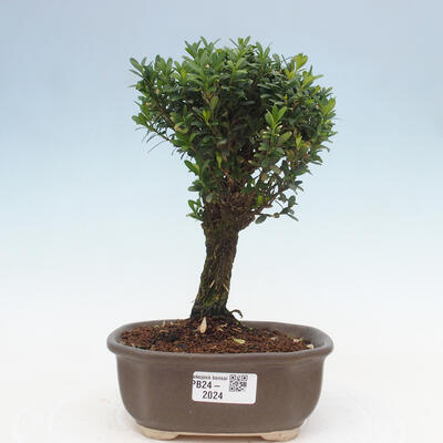 Izbová bonsai - Buxus harlandii - korkový buxus - 1