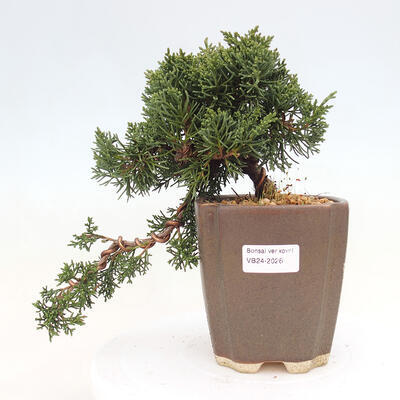 Vonkajší bonsai - Juniperus chinensis Kishu -Jalovec čínsky