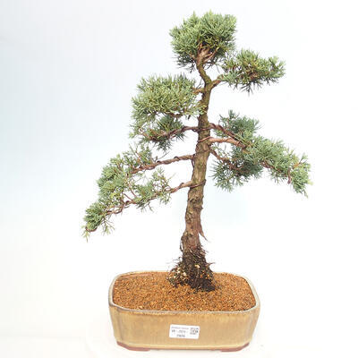 Vonkajšie bonsai - Juniperus chinensis Kishu -Jalovec čínsky - 1