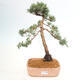 Vonkajšie bonsai - Juniperus chinensis Kishu -Jalovec čínsky - 1/5