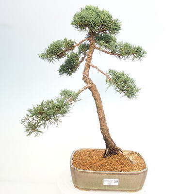 Vonkajšie bonsai - Juniperus chinensis Kishu -Jalovec čínsky - 1