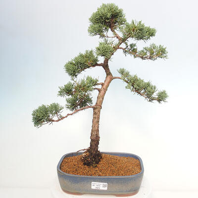 Vonkajšie bonsai - Juniperus chinensis Kishu -Jalovec čínsky - 1