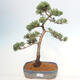 Vonkajšie bonsai - Juniperus chinensis Kishu -Jalovec čínsky - 1/5