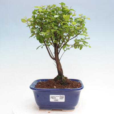 Izbová bonsai - Sagerécia thea - Sagerécia thea - 1