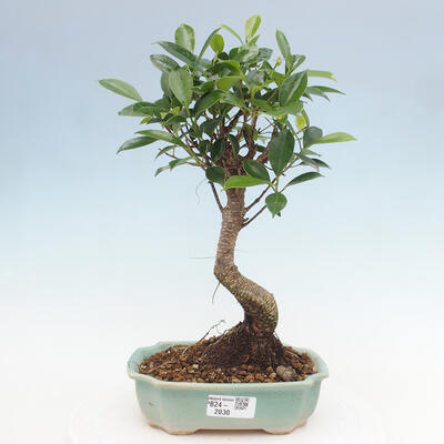 Izbová bonsai - Ficus kimmen - malolistá fikus