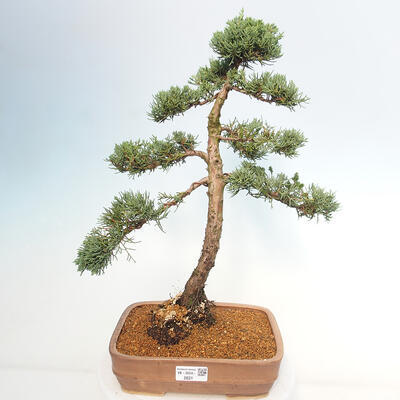 Vonkajšie bonsai - Juniperus chinensis Kishu -Jalovec čínsky - 1