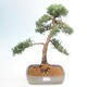 Vonkajšie bonsai - Juniperus chinensis Kishu -Jalovec čínsky - 1/5