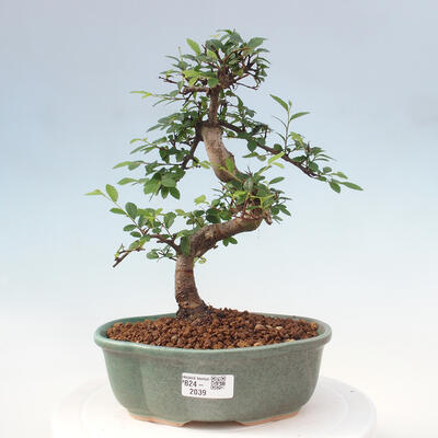 Izbová bonsai - Ulmus parvifolia - Malolistý brest - 1