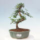 Izbová bonsai - Ulmus parvifolia - Malolistý brest - 1/3